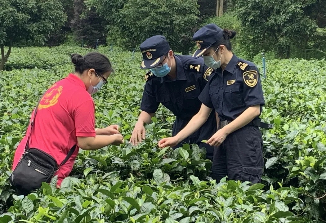 茶葉出口需要辦理什么手續(xù)？